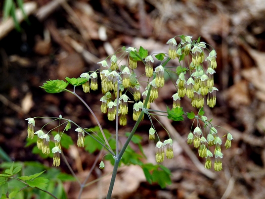 {Thalictrum dioicum}